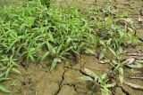 Persicaria amphibia