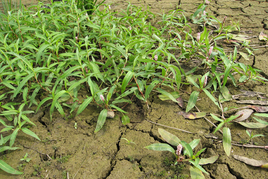 Image of Persicaria amphibia specimen.