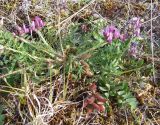 Oxytropis sordida