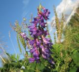 Vicia amoena. Соцветие. Томская обл., Томский р-н, окр. с. Киргизка. 02.08.2009.