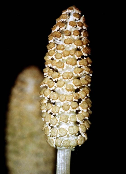 Изображение особи Equisetum sylvaticum.