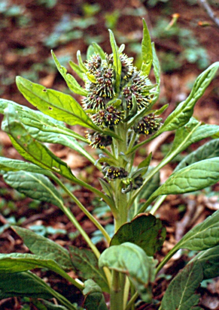 Image of Solenanthus biebersteinii specimen.