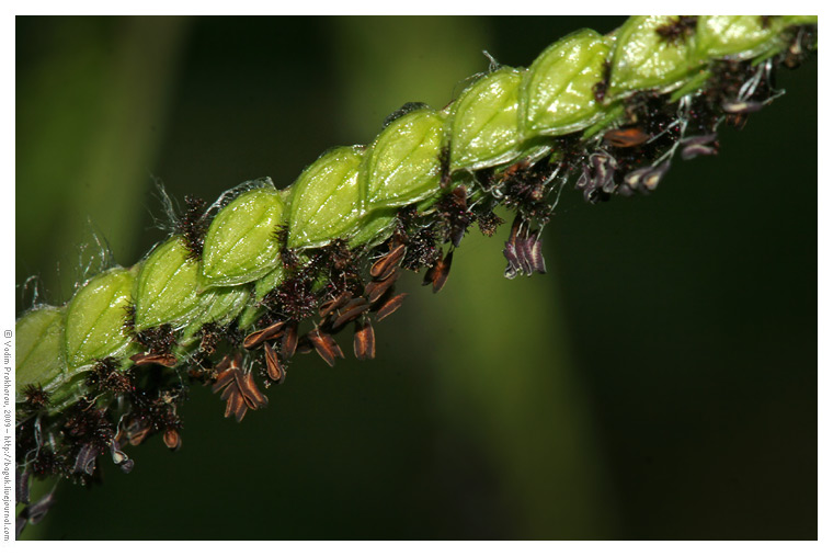 Изображение особи Paspalum dilatatum.