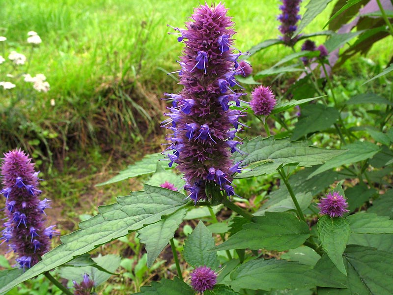 Image of genus Agastache specimen.