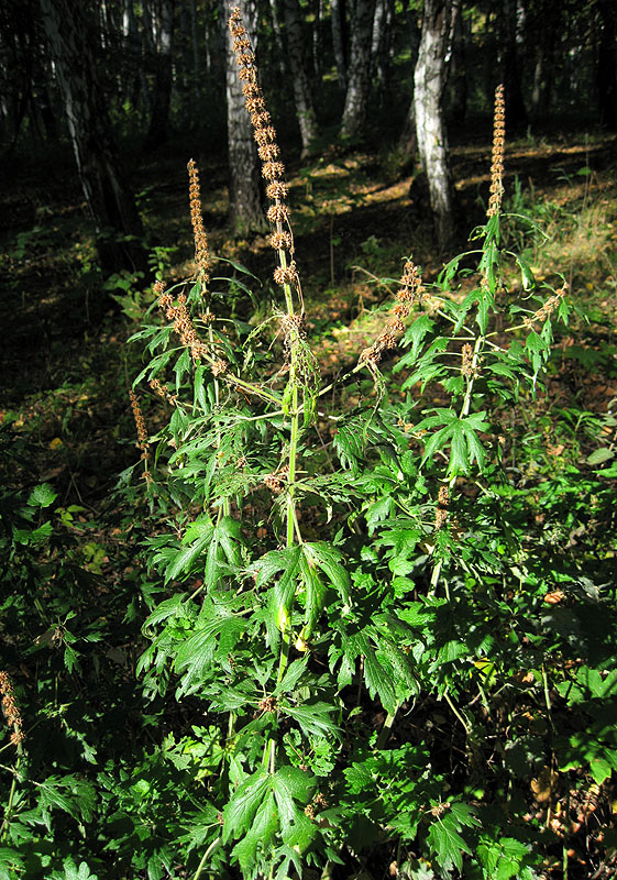 Image of Leonurus quinquelobatus specimen.