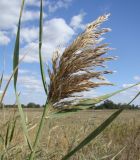 Phragmites australis. Верхушка зацветающего растения. Краснодарский край, Кущёвский р-н, станица Шкуринская, сазовая степь. 01.10.2009.