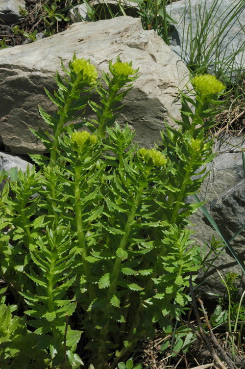 Изображение особи Rhodiola heterodonta.