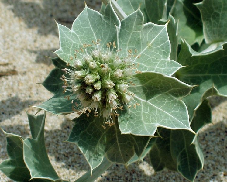 Изображение особи Eryngium maritimum.