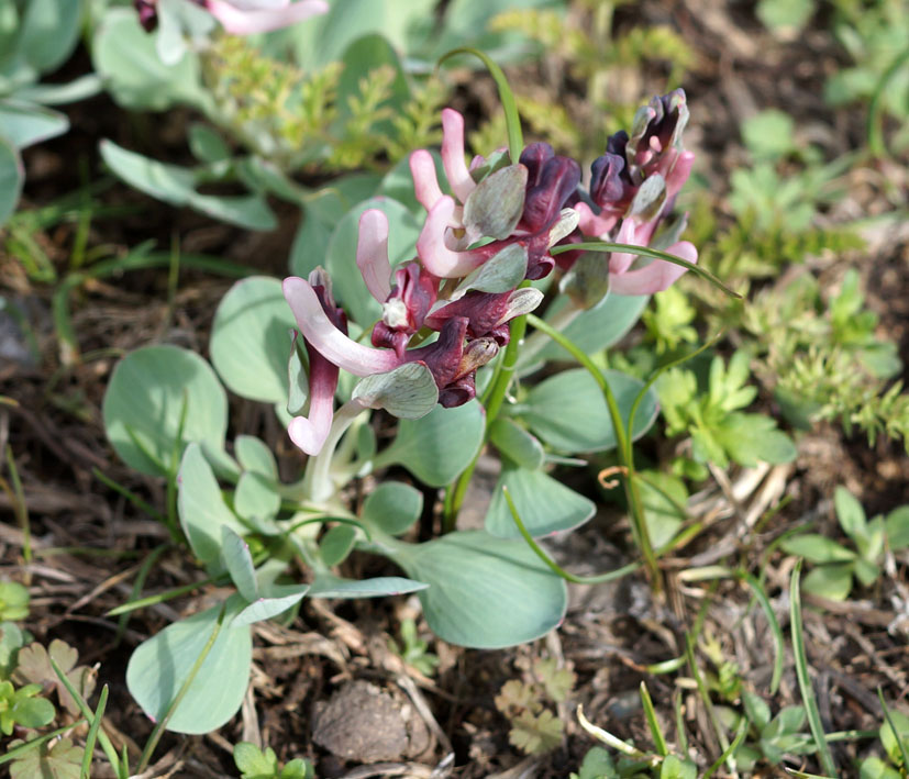 Image of Corydalis ledebouriana specimen.