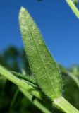 Buglossoides arvensis