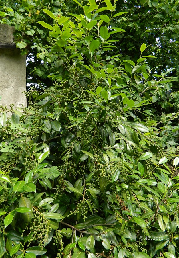 Image of Lauro-cerasus officinalis specimen.