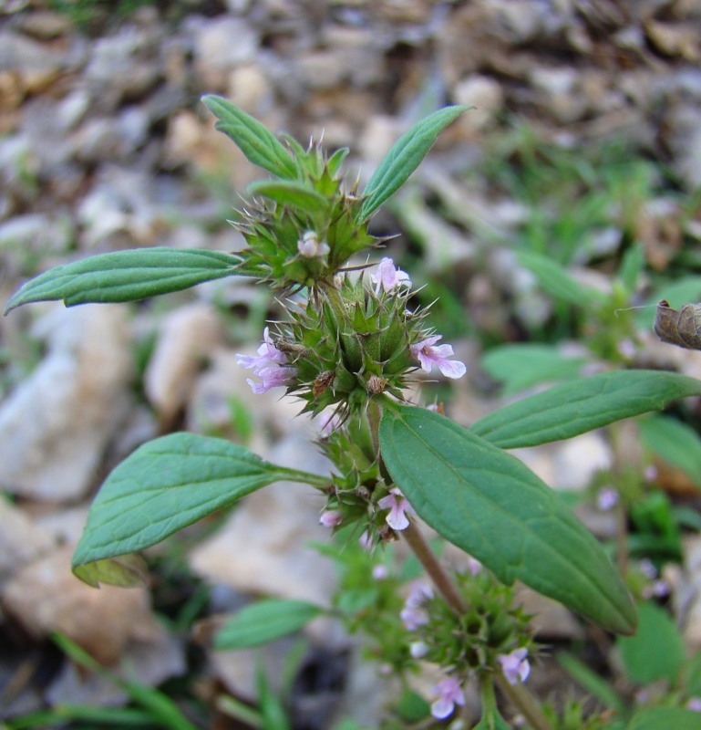 Изображение особи Chaiturus marrubiastrum.
