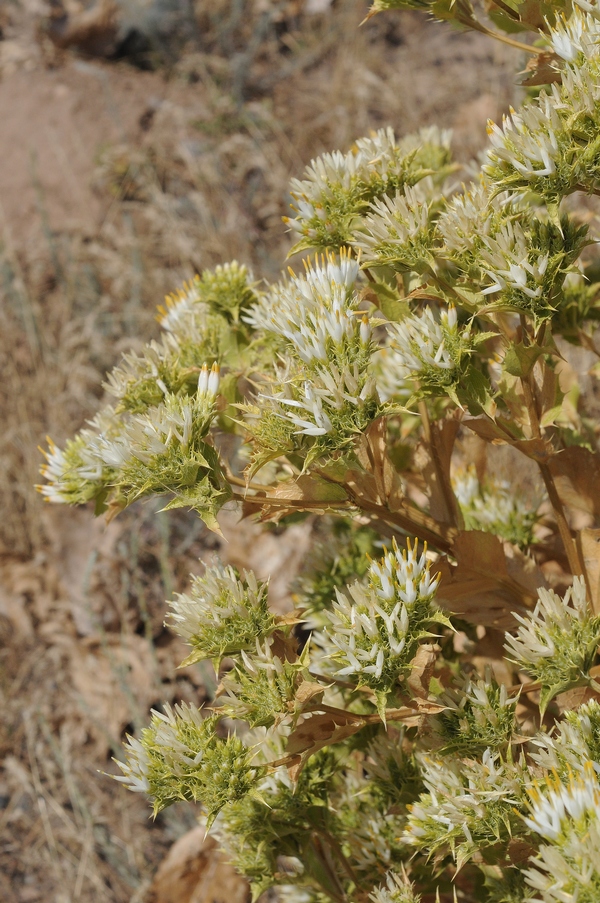 Изображение особи Cousinia triflora.