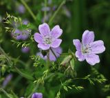 Geranium sylvaticum. Цветки и бутоны. Московская обл., Раменский р-н, окр. ж.-д. платформы Хрипань, просека под ЛЭП. 31.05.2015.