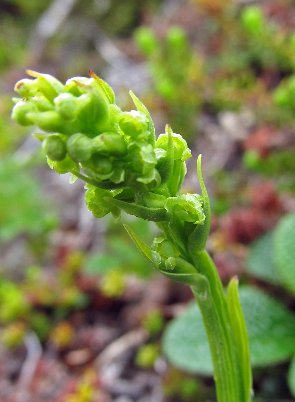 Image of Platanthera chorisiana specimen.