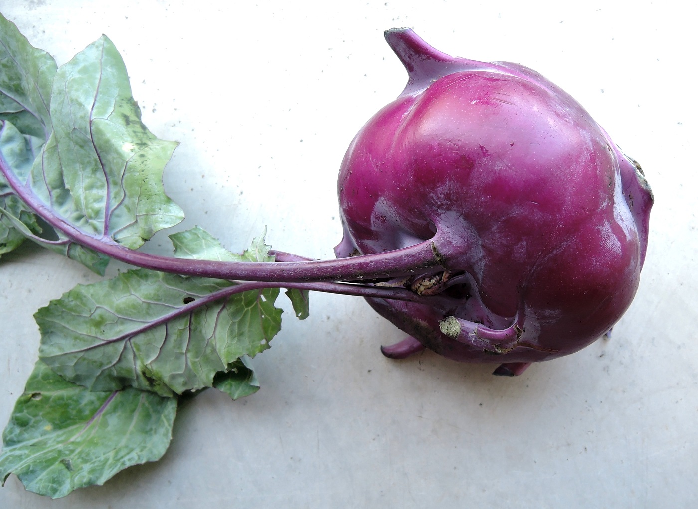 Изображение особи Brassica oleracea var. gongylodes.