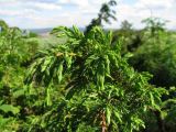 Juniperus communis. Верхушка растения. Архангельская обл., Онежский р-н, Белое море, о-в Кий. 12.06.2014.