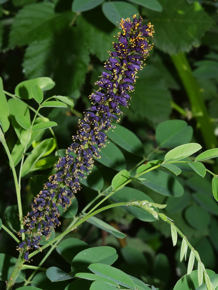 Изображение особи Amorpha fruticosa.