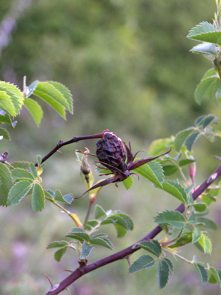 Image of Rosa teberdensis specimen.