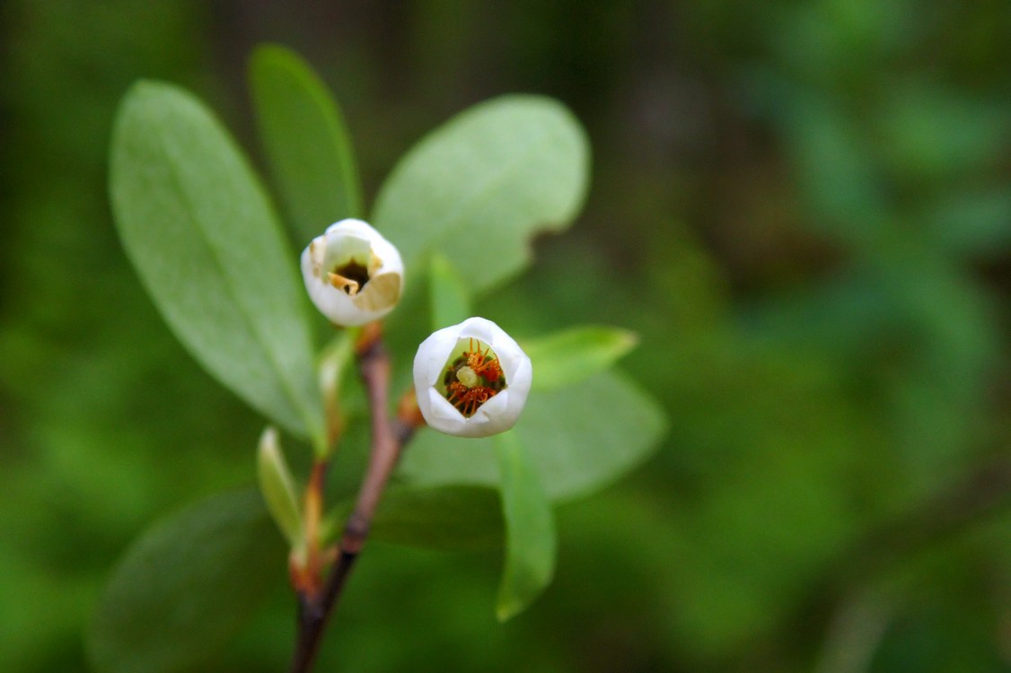 Image of Vaccinium uliginosum specimen.