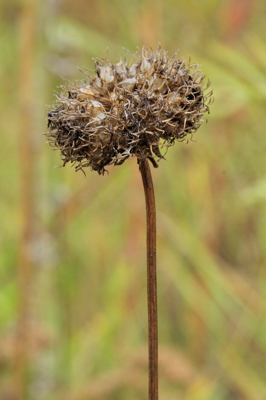 Image of Jasione montana specimen.