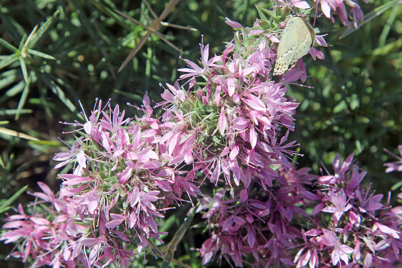 Image of Acanthophyllum pungens specimen.