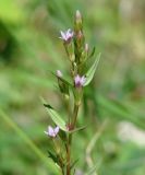 Gentianella acuta