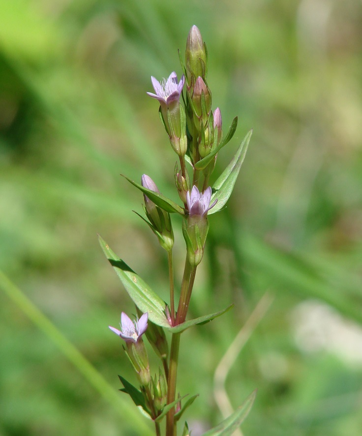 Изображение особи Gentianella acuta.