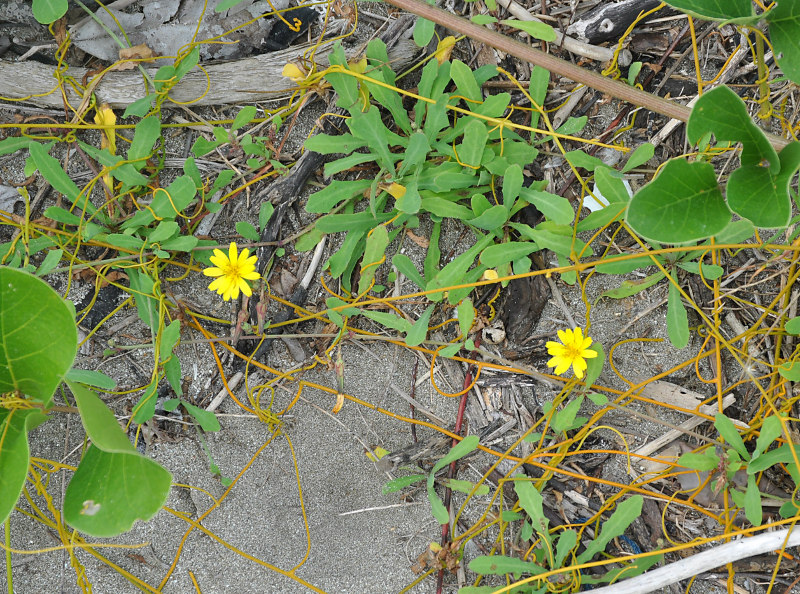 Image of Launaea sarmentosa specimen.