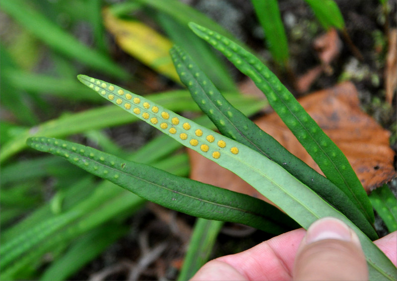 Изображение особи Lepisorus ussuriensis.