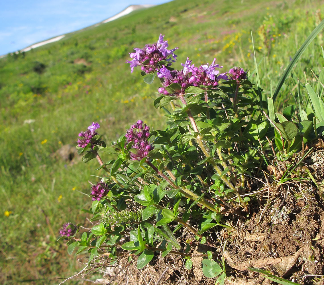 Изображение особи Thymus collinus.