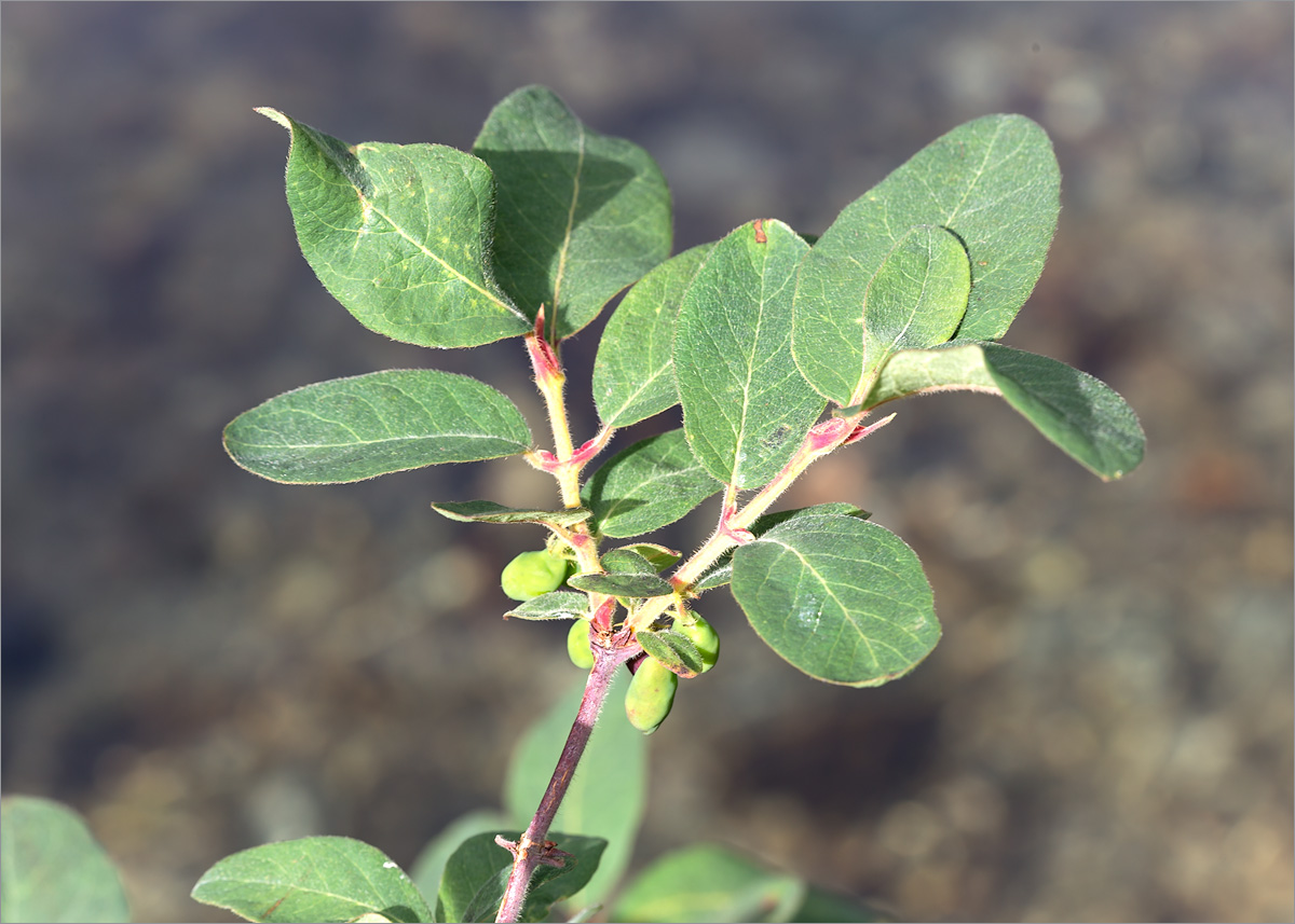 Изображение особи Lonicera &times; subarctica.