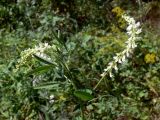 Melilotus albus. Верхушка растения с распустившимися и нераспустившимися соцветиями. Челябинская обл., окр. г. Челябинск, Золотая горка, обочина дороги в берёзовом лесу. 05.07.2014.