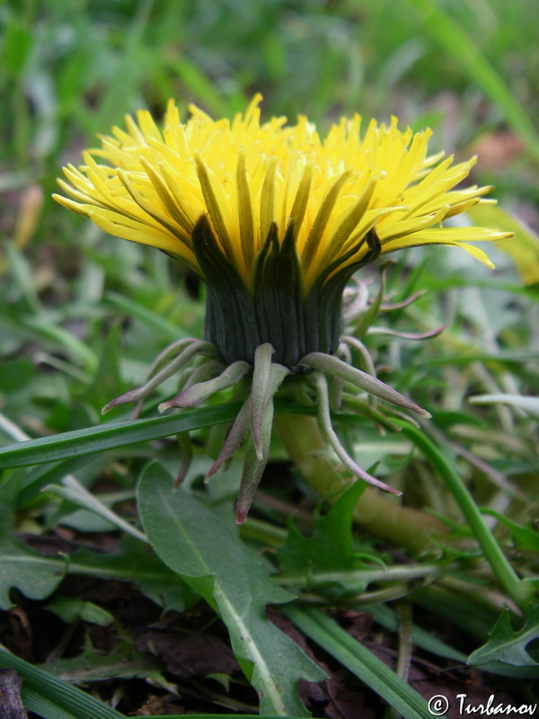 Image of genus Taraxacum specimen.