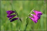 Gladiolus tenuis. Соцветия. Республика Татарстан, Дрожжановский р-н. 27.06.2007.