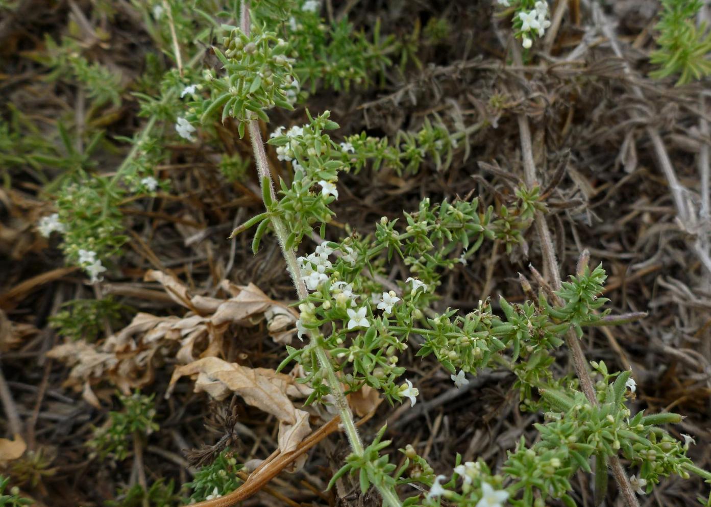 Изображение особи Galium humifusum.