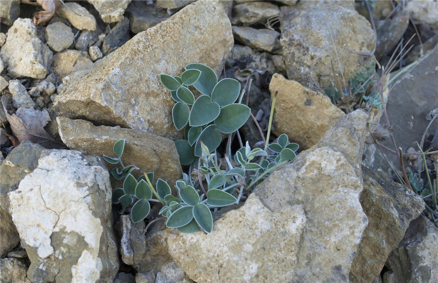 Image of Hedysarum candidum specimen.