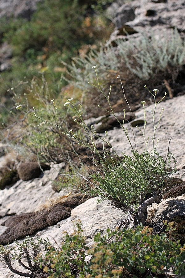 Image of Seseli marginatum specimen.