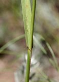 Elytrigia trichophora