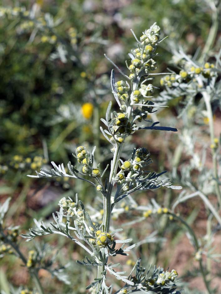 Изображение особи Artemisia absinthium.