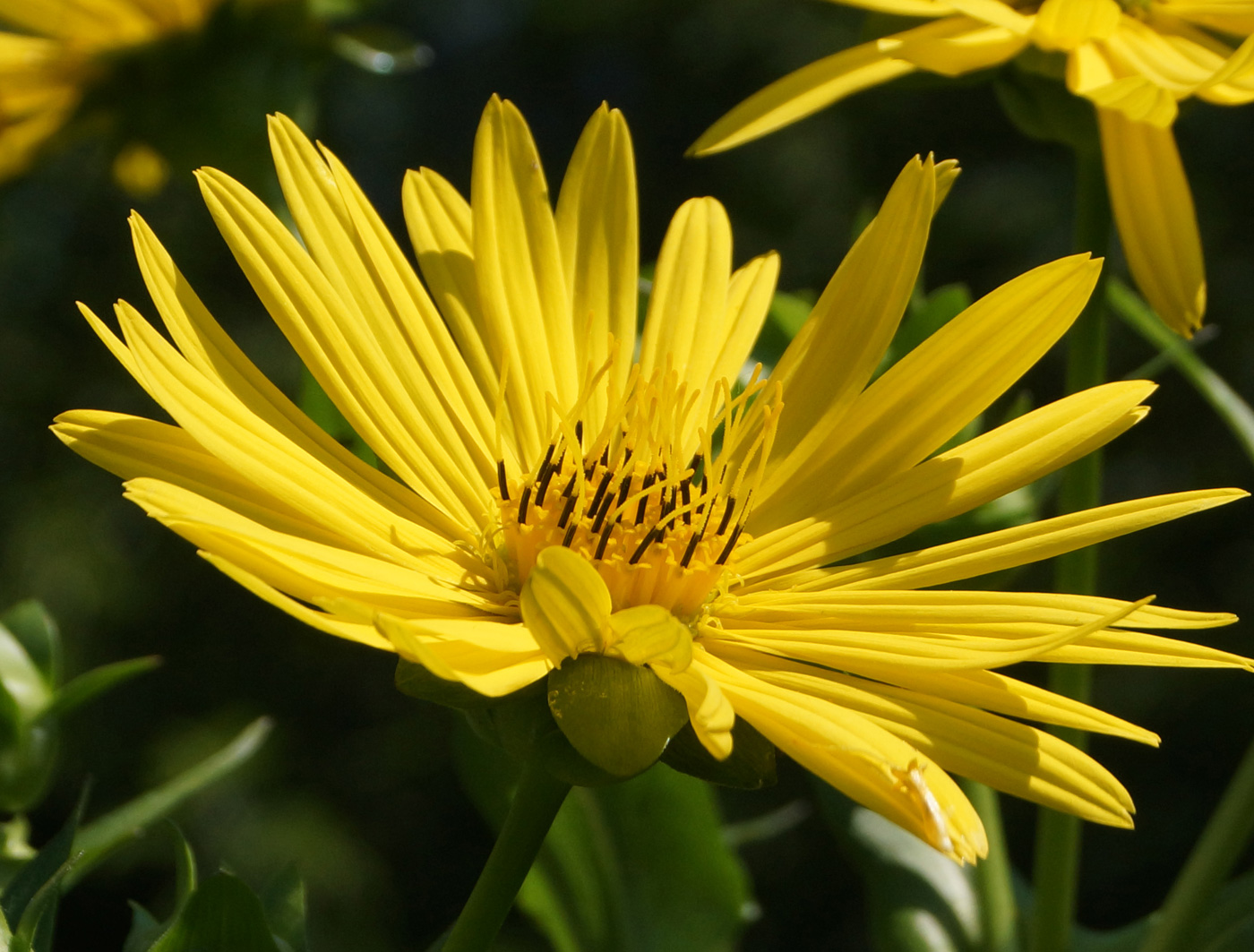 Изображение особи Silphium perfoliatum.