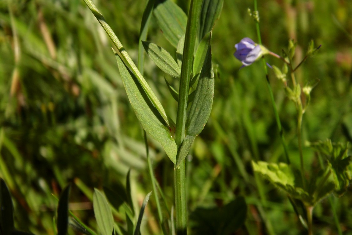 Image of Lathyrus pratensis specimen.