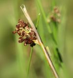 Juncus effusus. Верхушка побега с соплодием. Костромская обл., Судиславский р-н, окр. дер. Антипино, заболоченный луг. 12.09.2015.