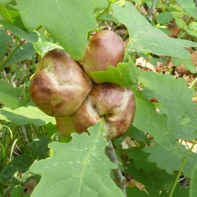 Image of Quercus mongolica specimen.