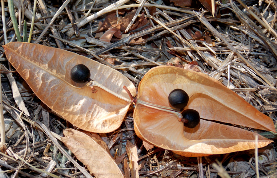 Image of Koelreuteria paniculata specimen.