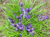 Iris uniflora. Цветущие растения. Приморский край, окр. г. Уссурийск, подножие холма. 18.05.2008.
