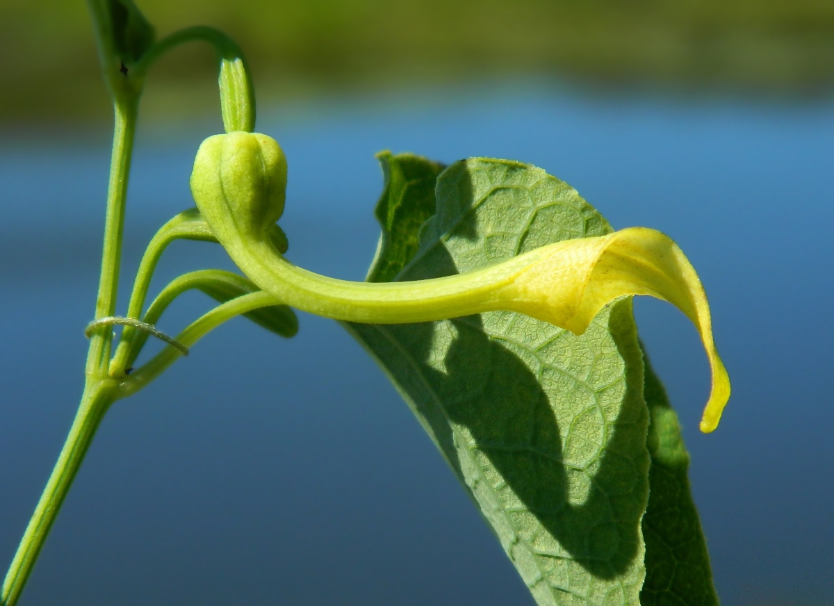 Image of Aristolochia clematitis specimen.