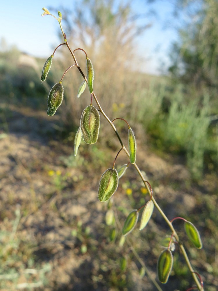 Image of Isatis violascens specimen.