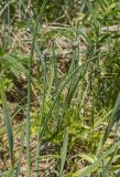 Allium schoenoprasum