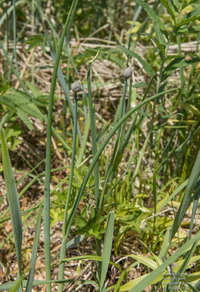 Изображение особи Allium schoenoprasum.